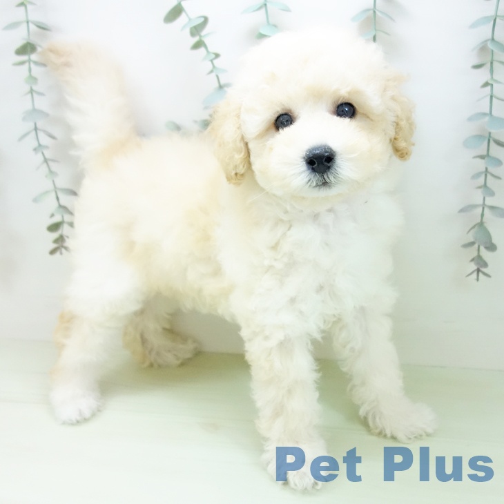 トイ・プードル