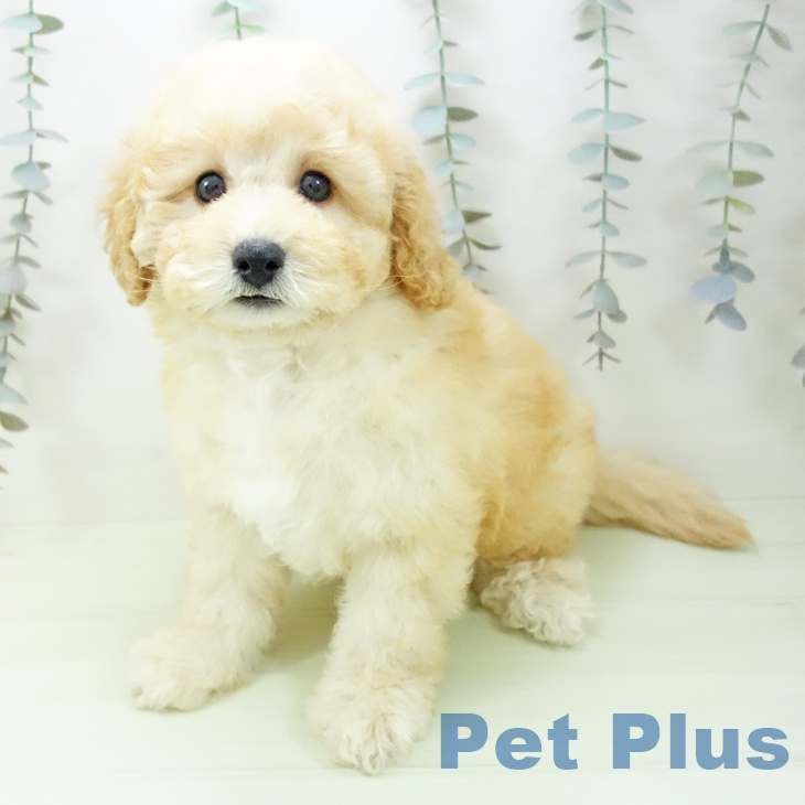 トイ・プードル