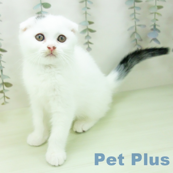 愛知県のスコティッシュフォールド (ペットプラス イオンモール豊川店/2026年2月8日生まれ/男の子/ブラックホワイトバン)の子猫の1枚目の画像