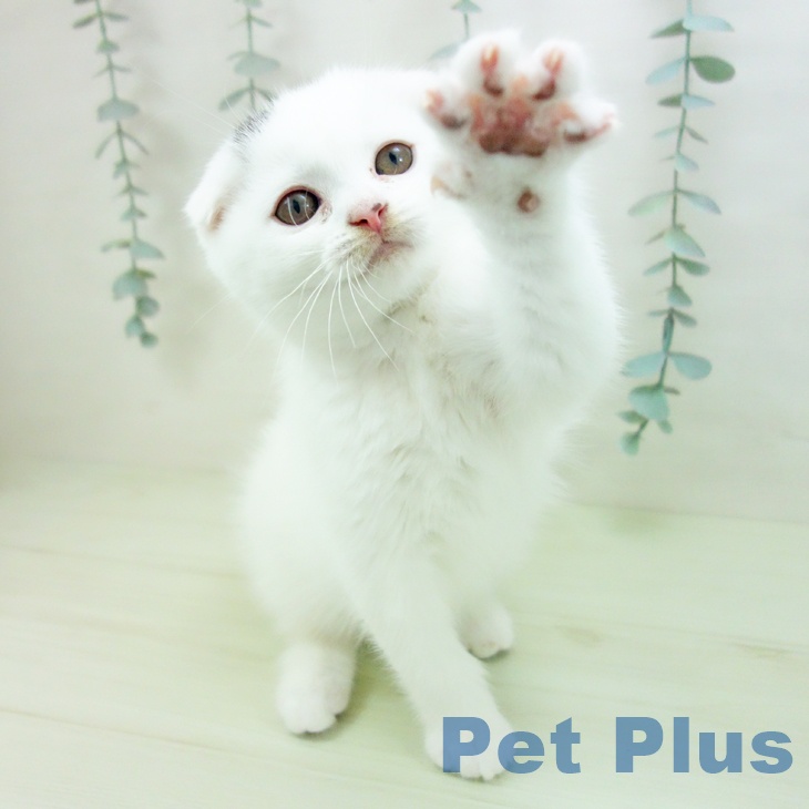 愛知県のスコティッシュフォールド (ペットプラス イオンモール豊川店/2026年2月8日生まれ/男の子/ブラックホワイトバン)の子猫の2枚目の画像