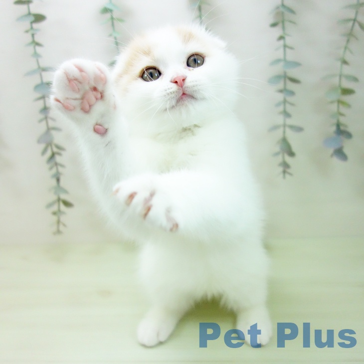 スコティッシュフォールドの写真2