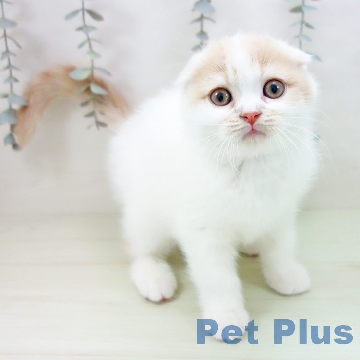 スコティッシュフォールド