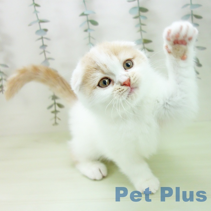 スコティッシュフォールドの写真2