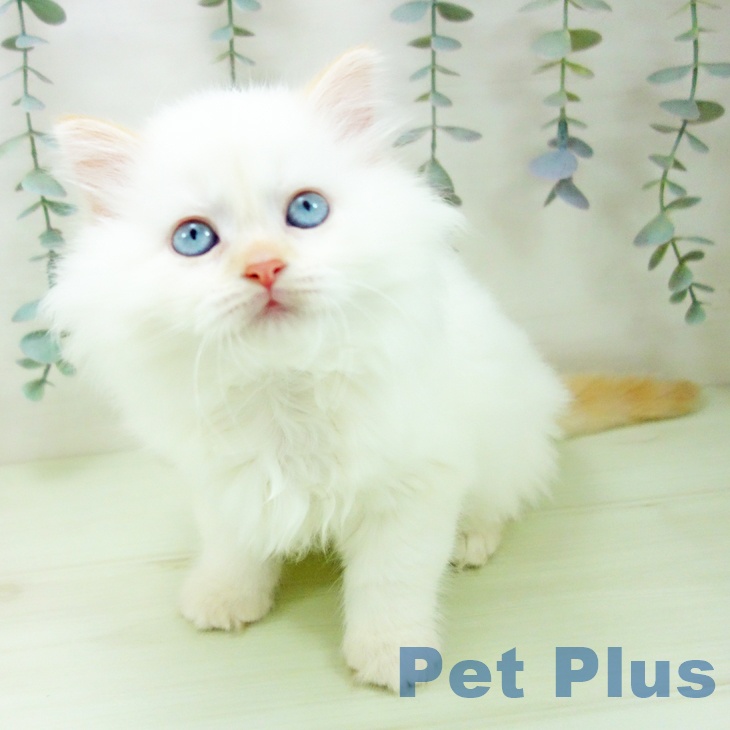 サイベリアンの写真2