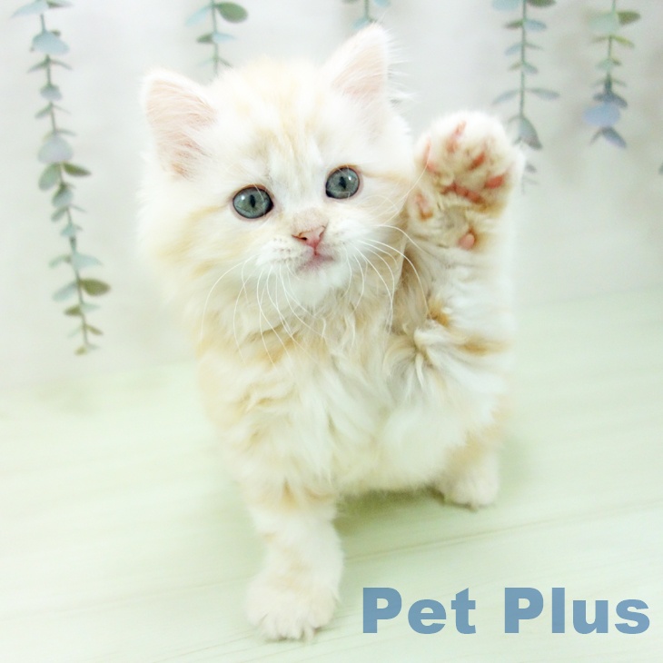 サイベリアンの写真2