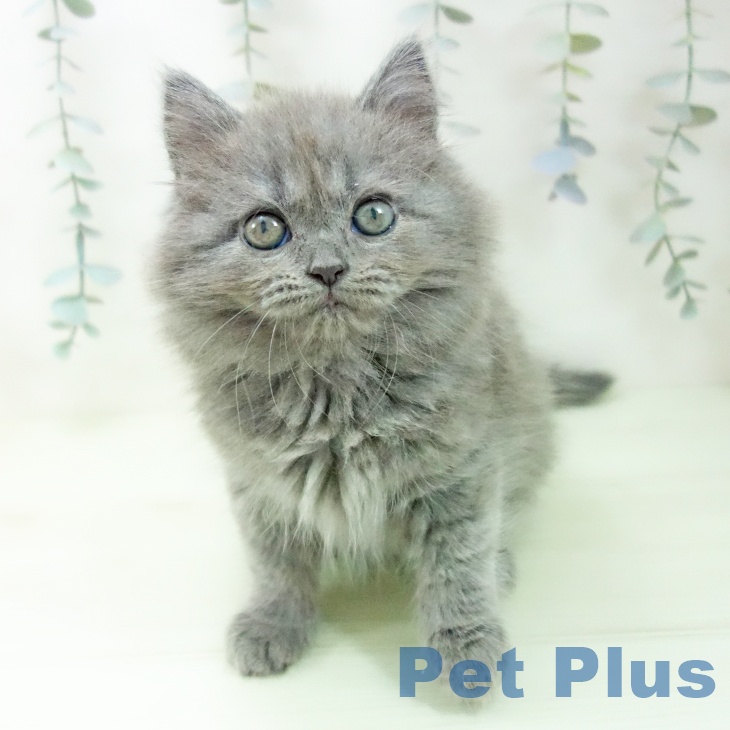 福岡県のサイベリアン (ペットプラス 八幡東店/2026年2月13日生まれ/女の子/ブルータビー)の子猫の1枚目の画像