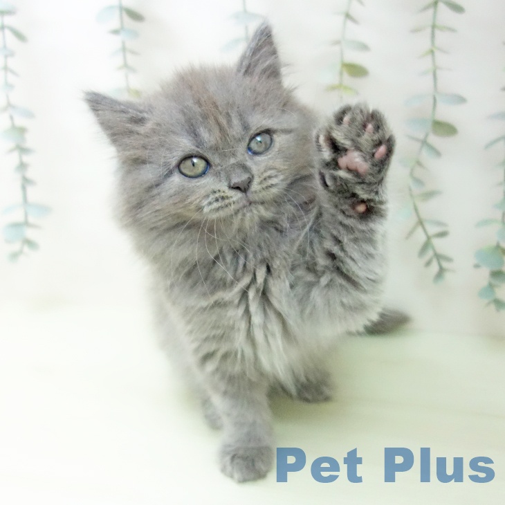 福岡県のサイベリアン (ペットプラス 八幡東店/2026年2月13日生まれ/女の子/ブルータビー)の子猫の2枚目の画像