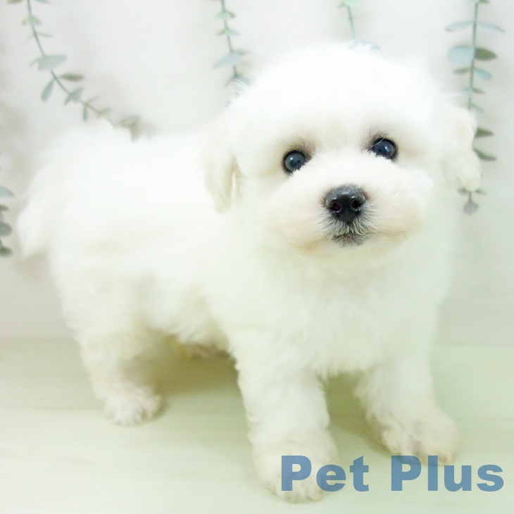 岐阜県のビションフリーゼ (ペットプラス 各務原店/2026年2月14日生まれ/男の子/ホワイト)の子犬の1枚目の画像