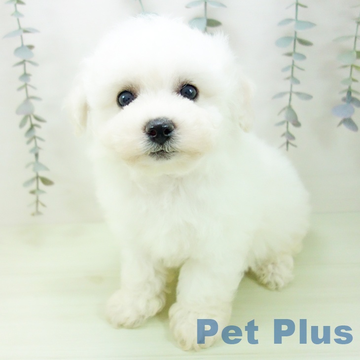 岐阜県のビションフリーゼ (ペットプラス 各務原店/2026年2月14日生まれ/男の子/ホワイト)の子犬の2枚目の画像