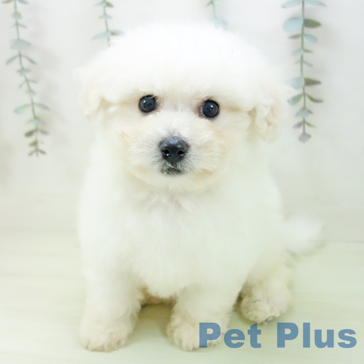 石川県のビションフリーゼ (ペットプラス 白山店/2026年2月14日生まれ/女の子/ホワイト)の子犬の1枚目の画像