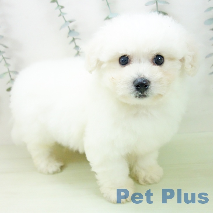 石川県のビションフリーゼ (ペットプラス 白山店/2026年2月14日生まれ/女の子/ホワイト)の子犬の2枚目の画像