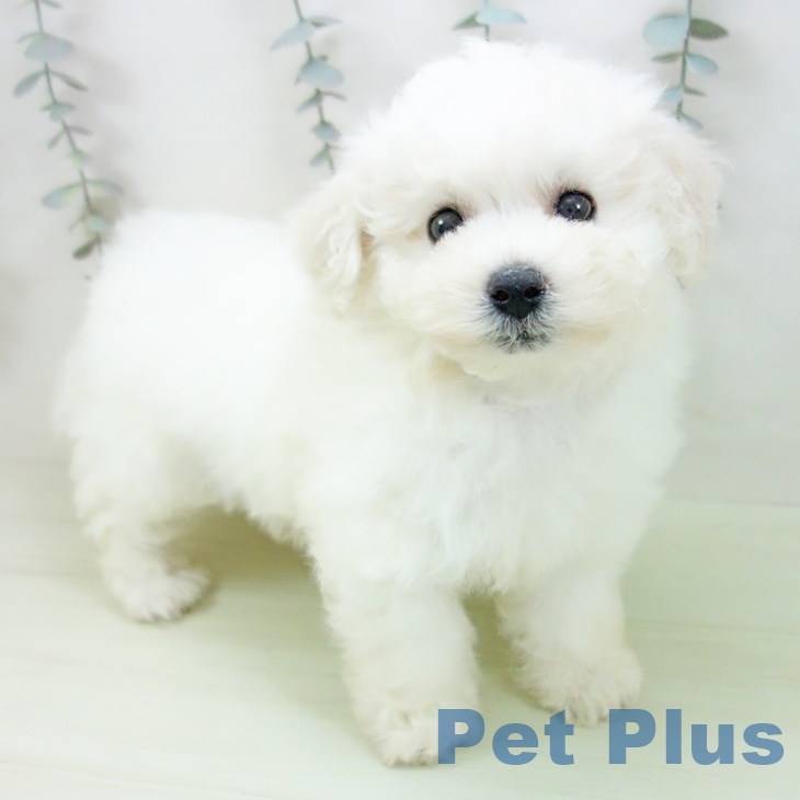 愛知県のビションフリーゼ (ペットプラス ナゴヤドーム前店/2026年2月14日生まれ/女の子/ホワイト)の子犬の1枚目の画像