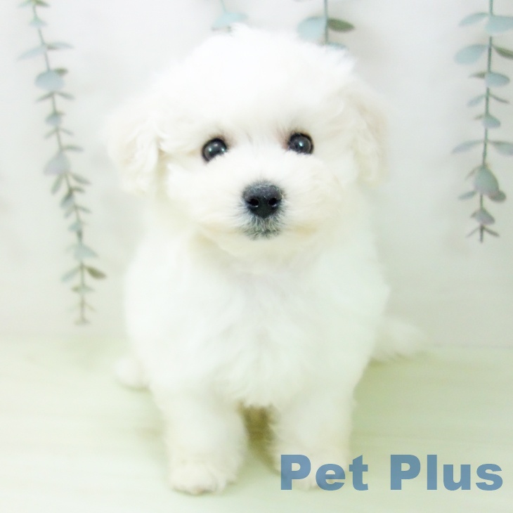 愛知県のビションフリーゼ (ペットプラス ナゴヤドーム前店/2026年2月14日生まれ/女の子/ホワイト)の子犬の2枚目の画像