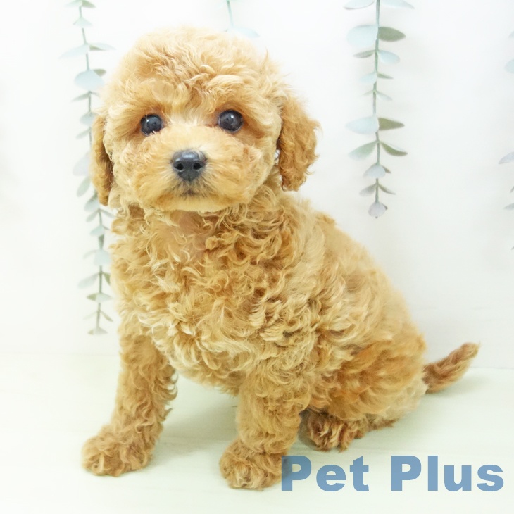 トイ・プードル