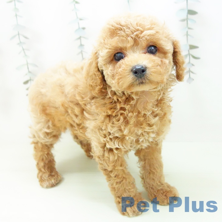 トイ・プードルの写真2