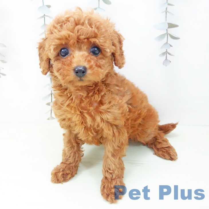 トイ・プードル