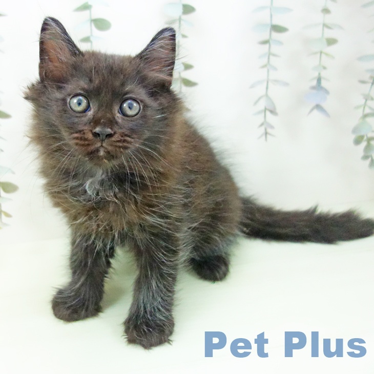 福岡県のラガマフィン (ペットプラス ららぽーと福岡店/2026年2月11日生まれ/男の子/ブラック)の子猫の1枚目の画像