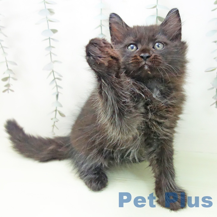 福岡県のラガマフィン (ペットプラス ららぽーと福岡店/2026年2月11日生まれ/男の子/ブラック)の子猫の2枚目の画像