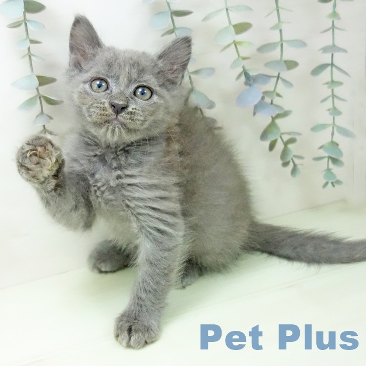 ラガマフィンの写真2