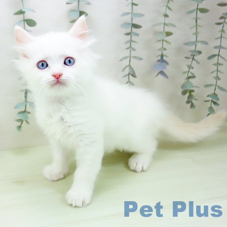 ラガマフィンの写真2