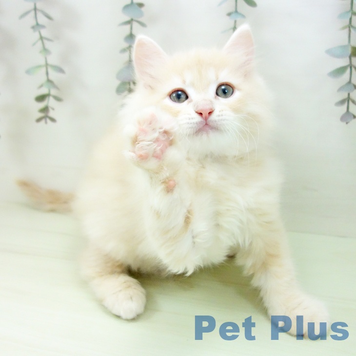 ラガマフィンの写真2