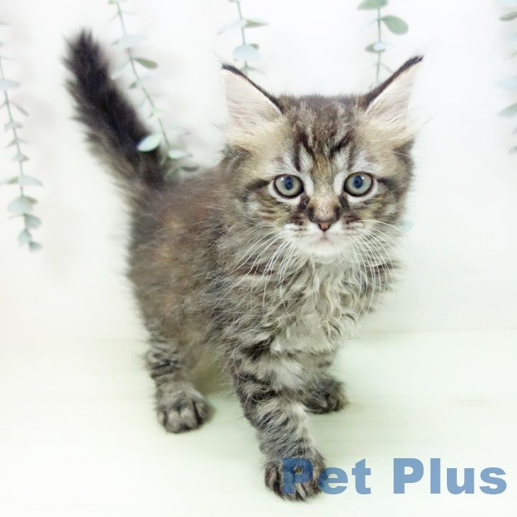 ラガマフィンの写真2