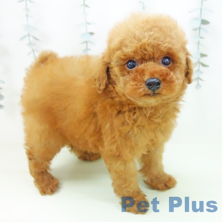 トイ・プードル