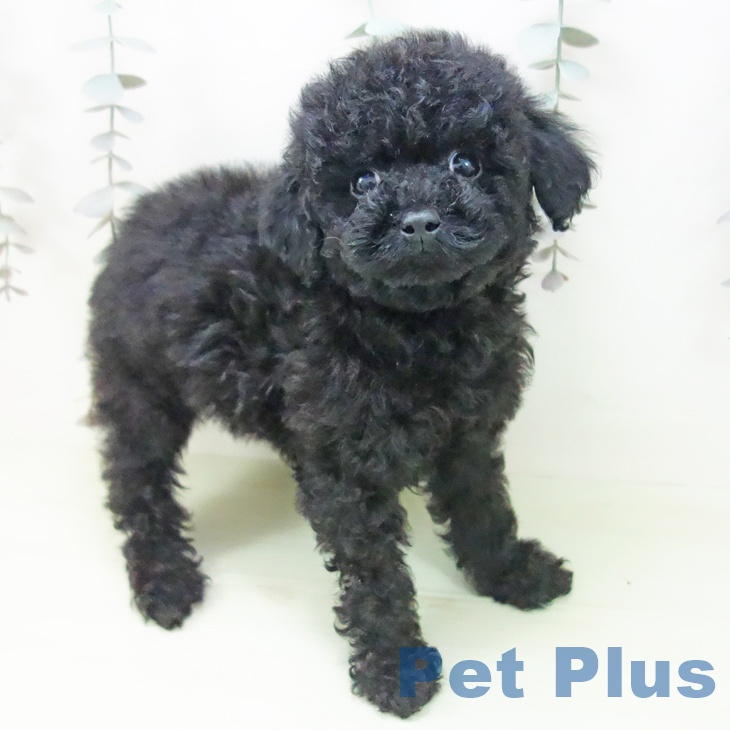 トイ・プードル