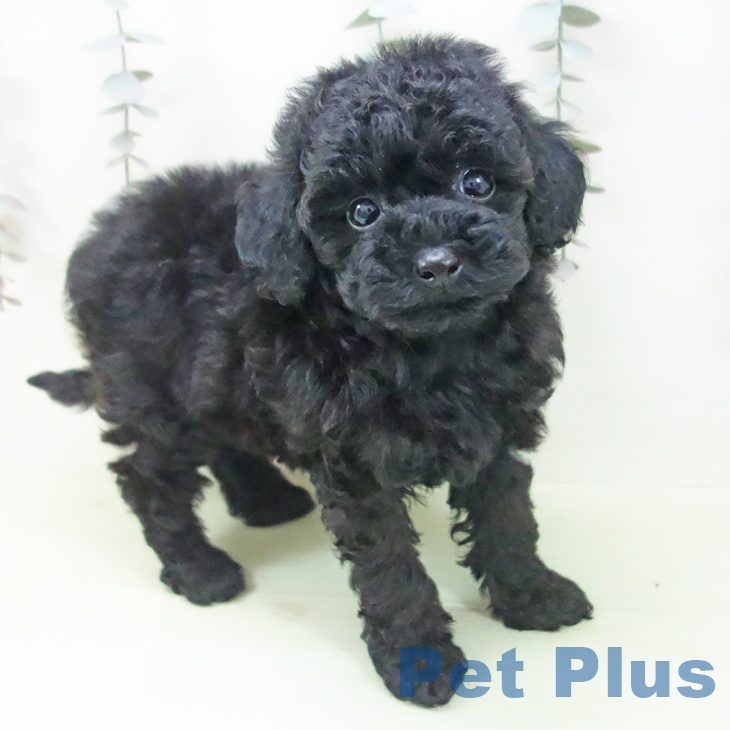 トイ・プードル