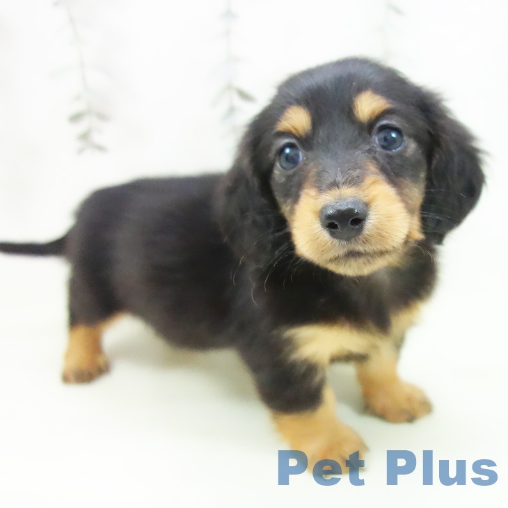 ミニチュア・ダックスフンド