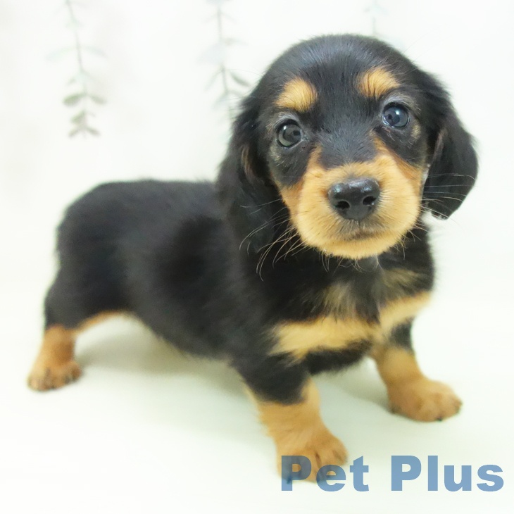 ミニチュア・ダックスフンド