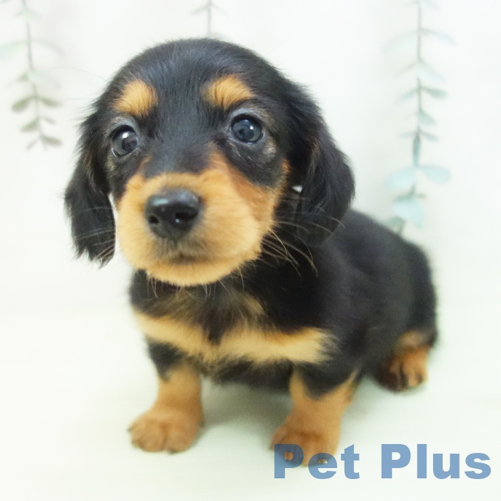 ミニチュア・ダックスフンドの写真2