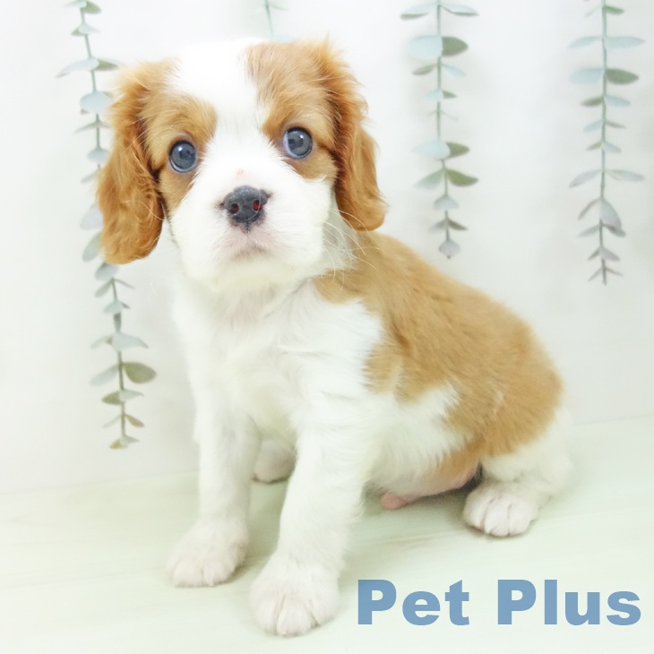 キャバリア・キングチャールズ・スパニエル