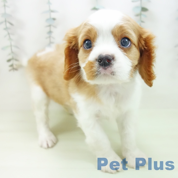 キャバリア・キングチャールズ・スパニエル