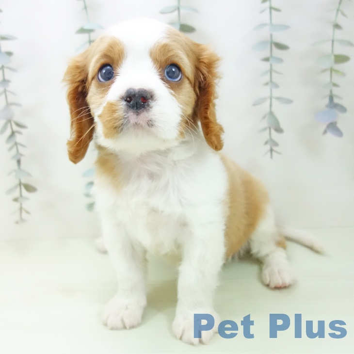 キャバリア・キングチャールズ・スパニエルの写真2