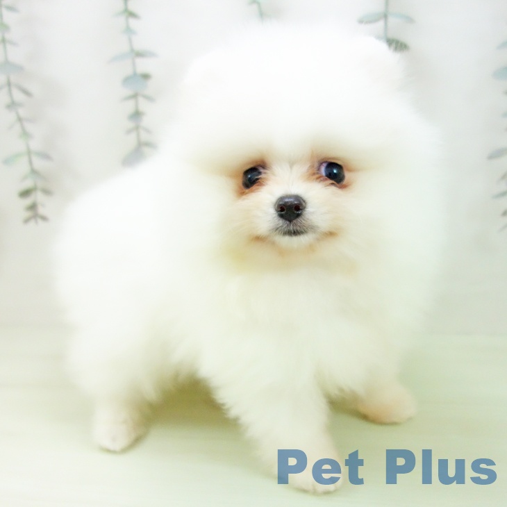 愛知県のポメラニアン (ペッツワン 東海店/2026年2月18日生まれ/女の子/クリーム)の子犬の1枚目の画像