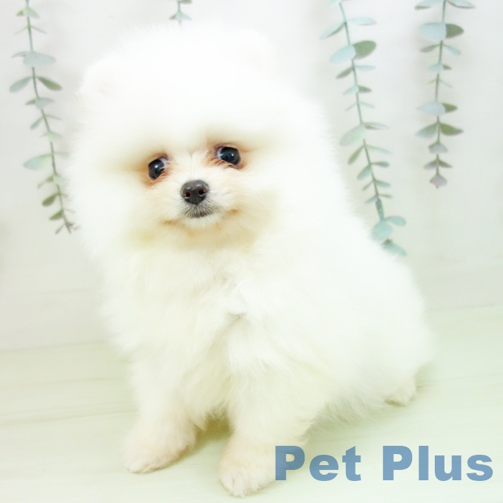 愛知県のポメラニアン (ペッツワン 東海店/2026年2月18日生まれ/女の子/クリーム)の子犬の2枚目の画像