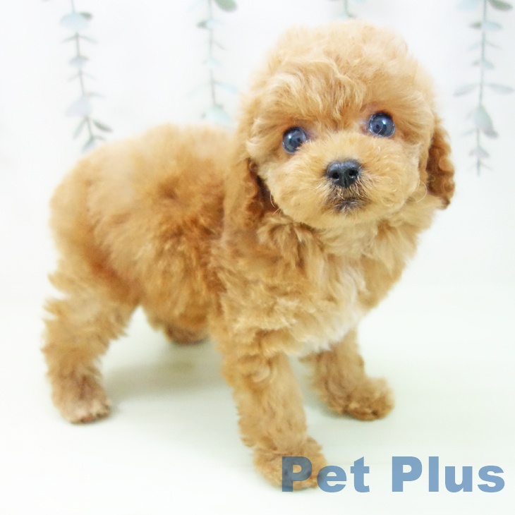 トイ・プードルの写真2