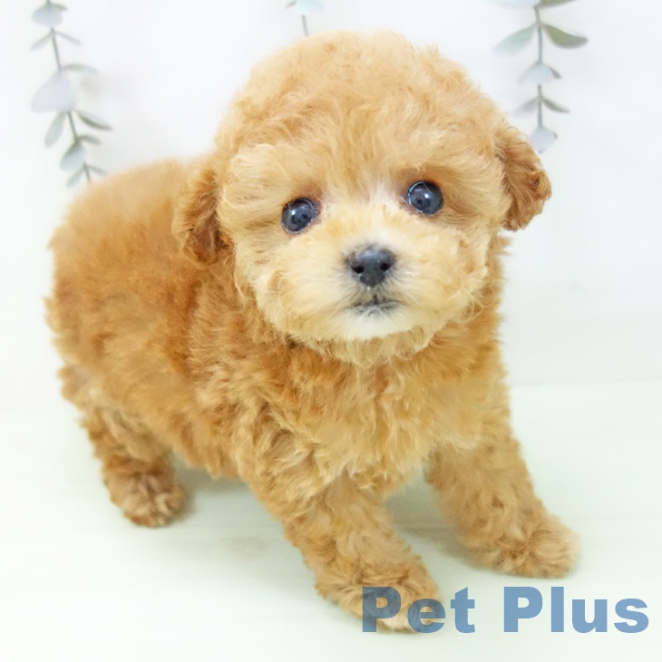 トイ・プードル