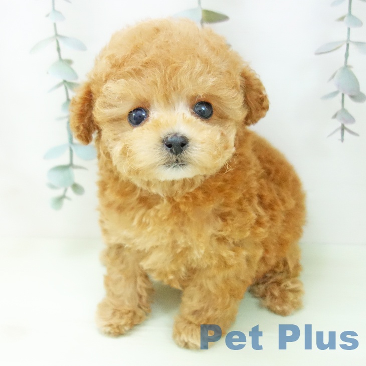 トイ・プードルの写真2