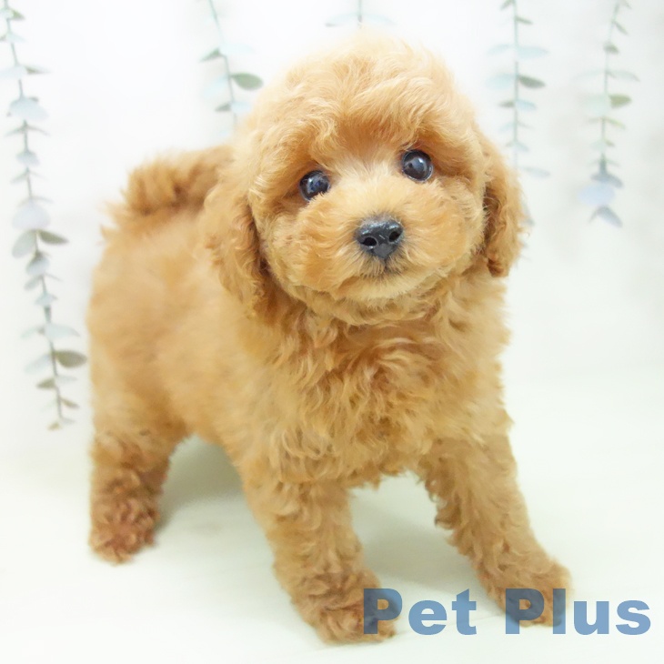 トイ・プードル