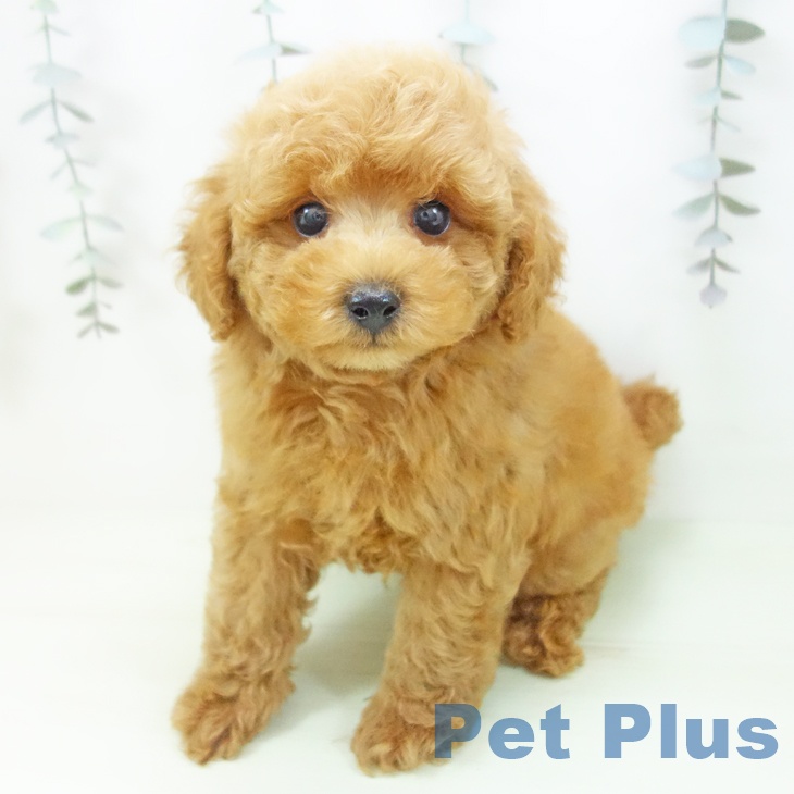 トイ・プードルの写真2