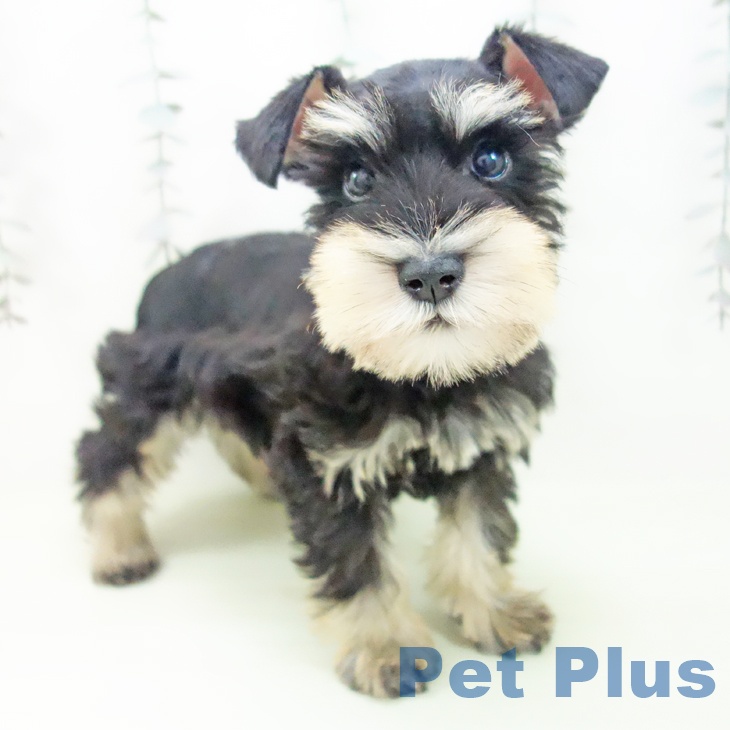 ミニチュア・シュナウザー