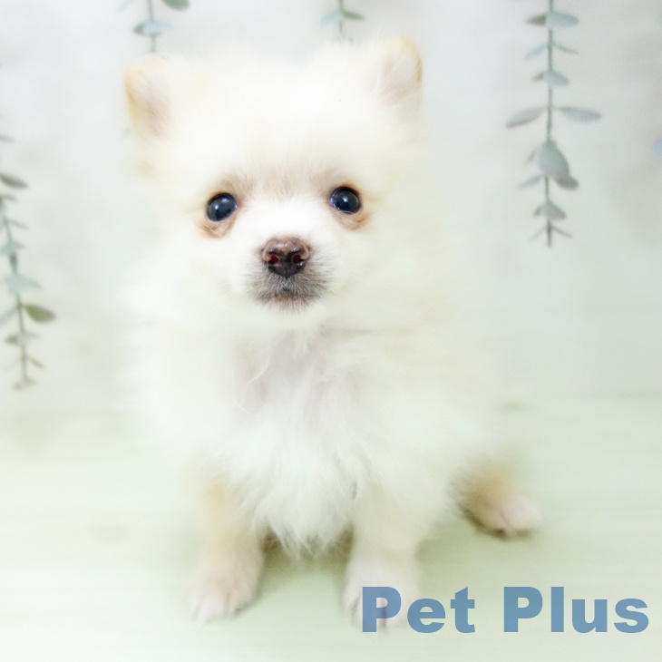 ポメラニアンの写真2