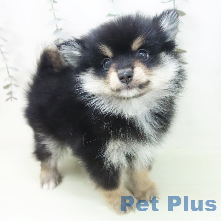 岐阜県のポメラニアン (ペットプラス 光ケ丘店/2026年2月19日生まれ/男の子/ブラックタン)の子犬の1枚目の画像