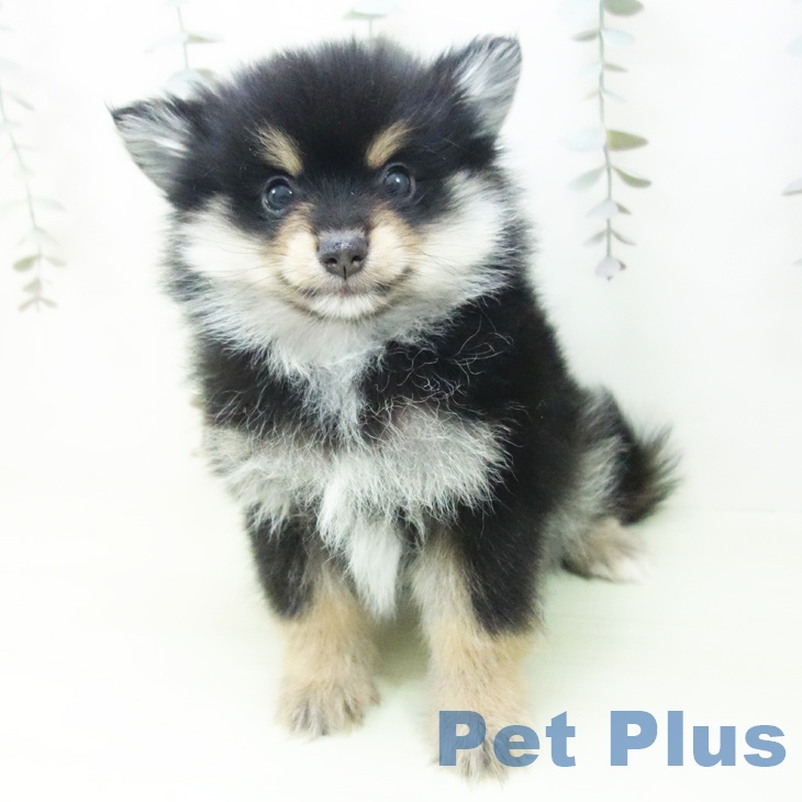 岐阜県のポメラニアン (ペットプラス 光ケ丘店/2026年2月19日生まれ/男の子/ブラックタン)の子犬の2枚目の画像