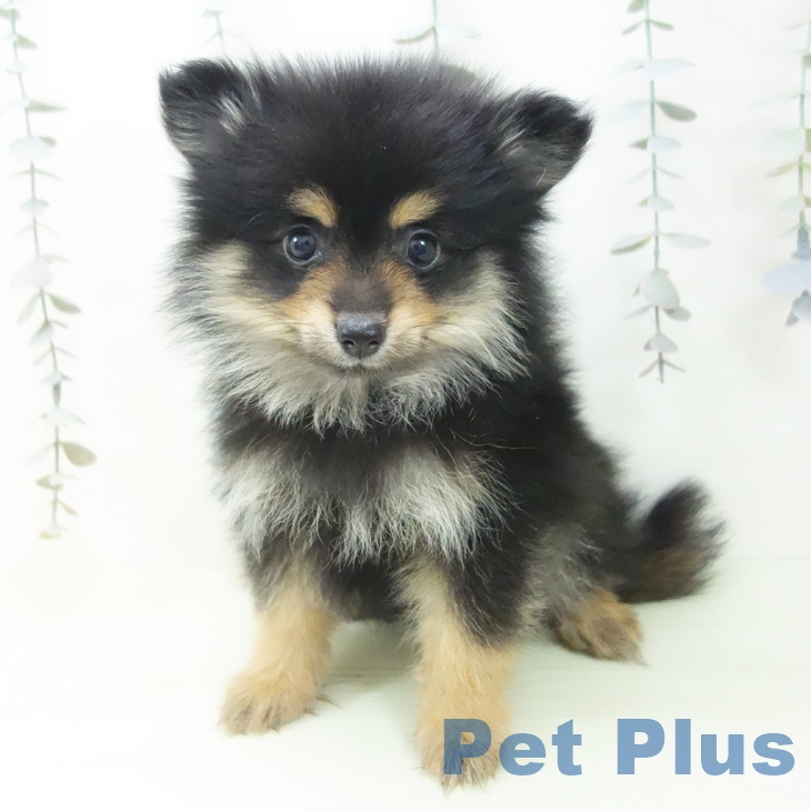ポメラニアンの写真2