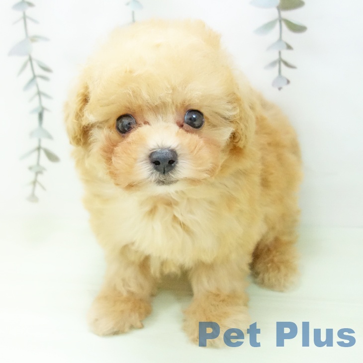 トイ・プードル