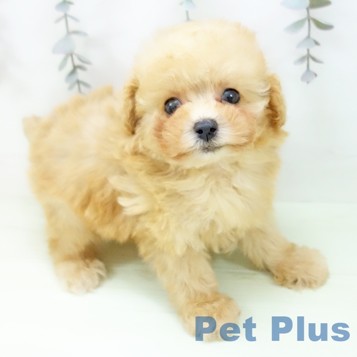 トイ・プードルの写真2