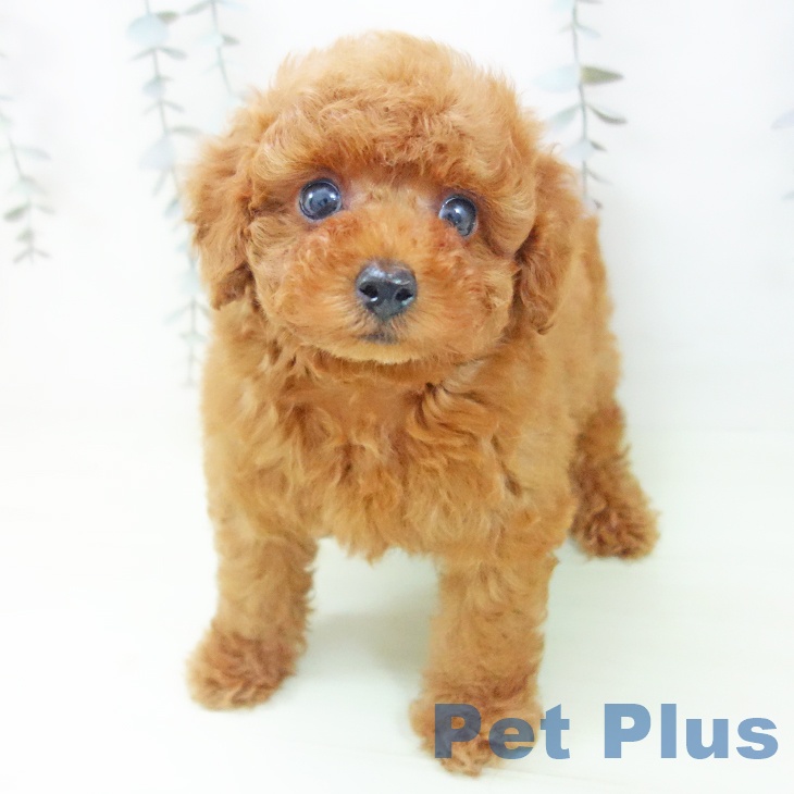 トイ・プードル